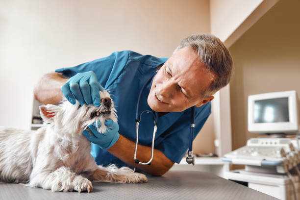 Best Emergency Root Canal Treatment in Shepherdstown, WV
